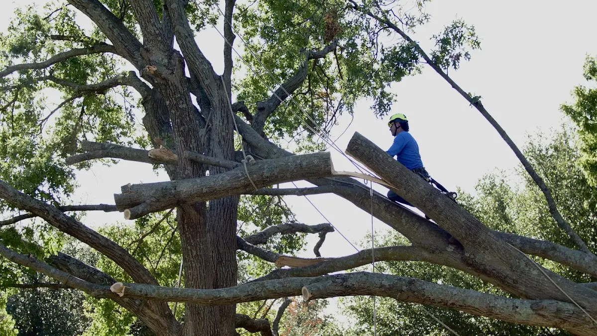Professional Hazardous Tree Removal performed by certified arborists in Chaplin
