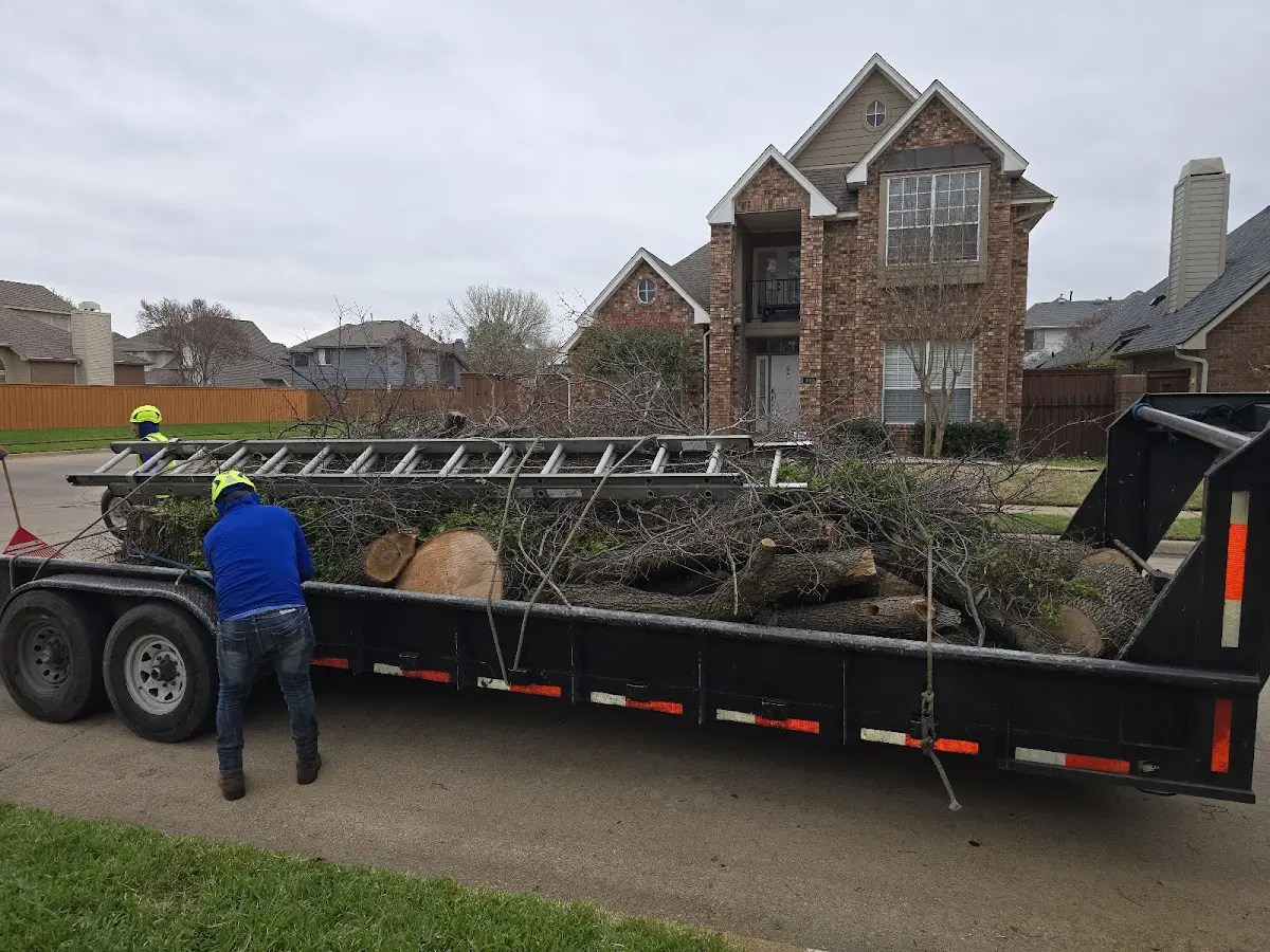 Expert Tree Pest Control with proper safety equipment in Chaplin